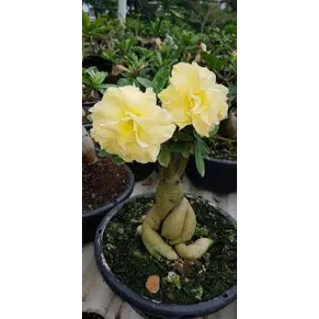 adenium plant (25)-9305272-15342.webp